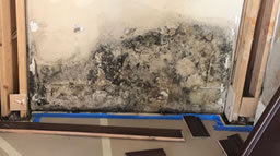 mold_water_damage_insurance_adjustor